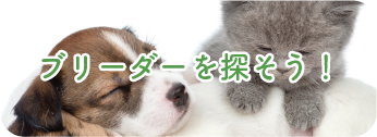ブリーダーを探そう！