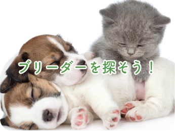 ブリーダーを探そう！