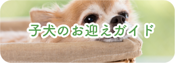 子犬のお迎えガイド
