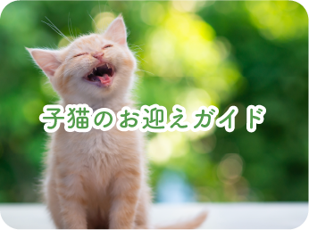 子猫のお迎えガイド