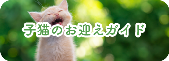 子猫のお迎えガイド