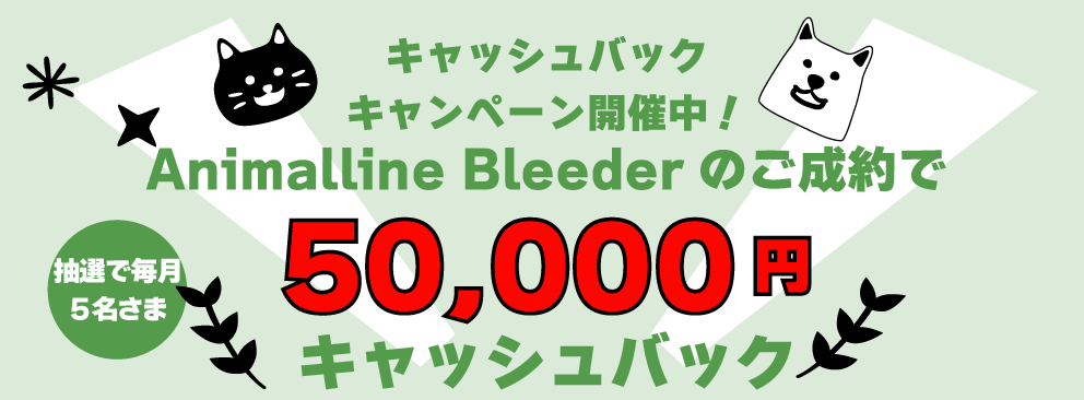 キャッシュバックキャンペーン開催中！