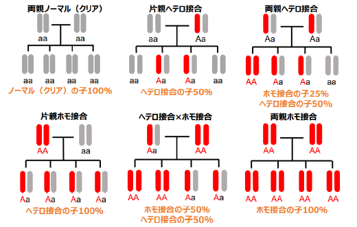 常染色体優性（顕性）遺伝