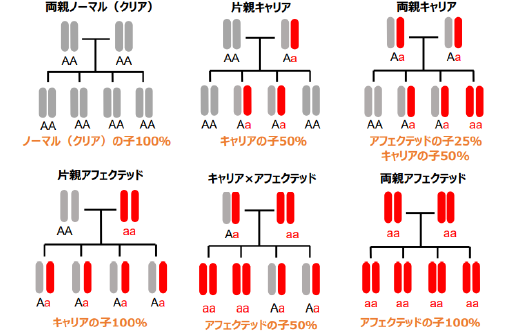 常染色体劣性（潜性）遺伝