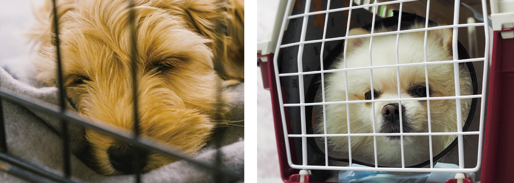 クレートトレーニング