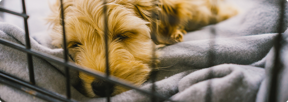 クレートトレーニング