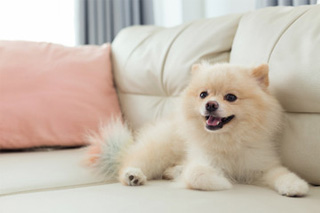 高さのあるソファやベッド、階段