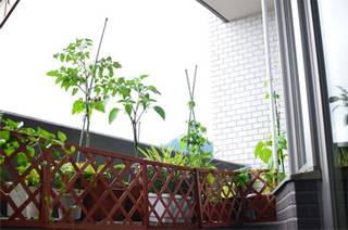ベランダや庭