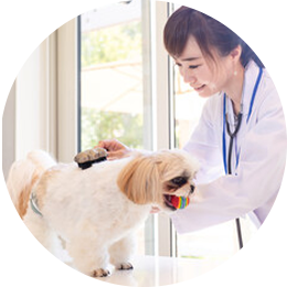 グルーミング用品(スリッカー・コーム・歯ブラシ)