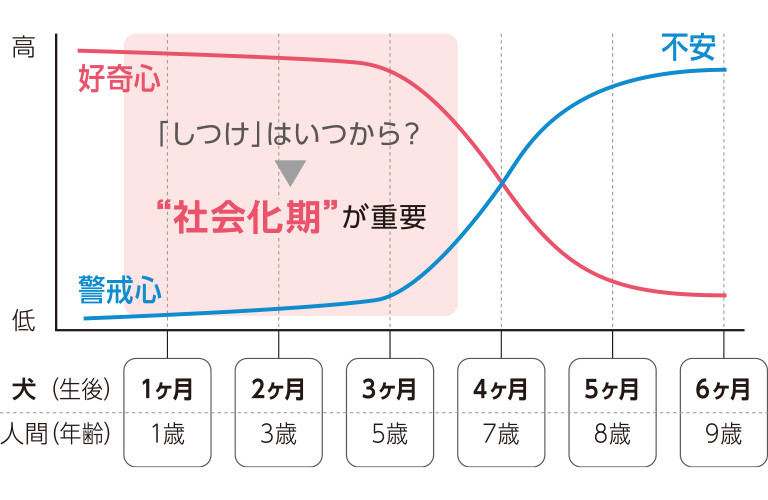 しつけは「社会期」が重要