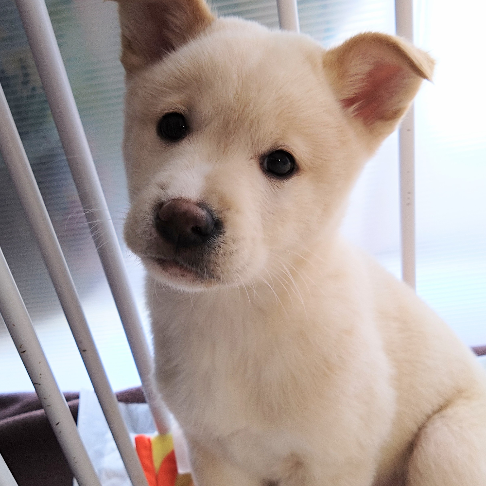 雑種（犬）(中型)