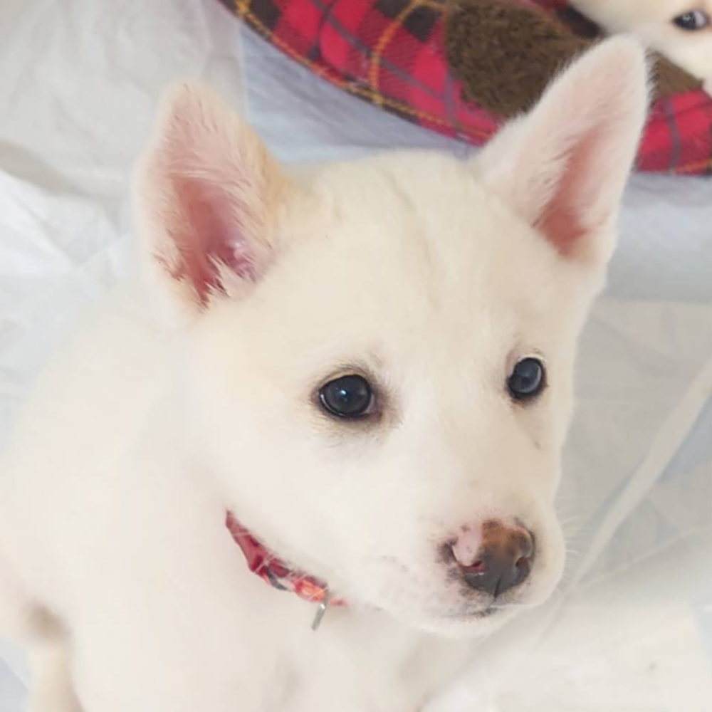 雑種（犬）(中型)