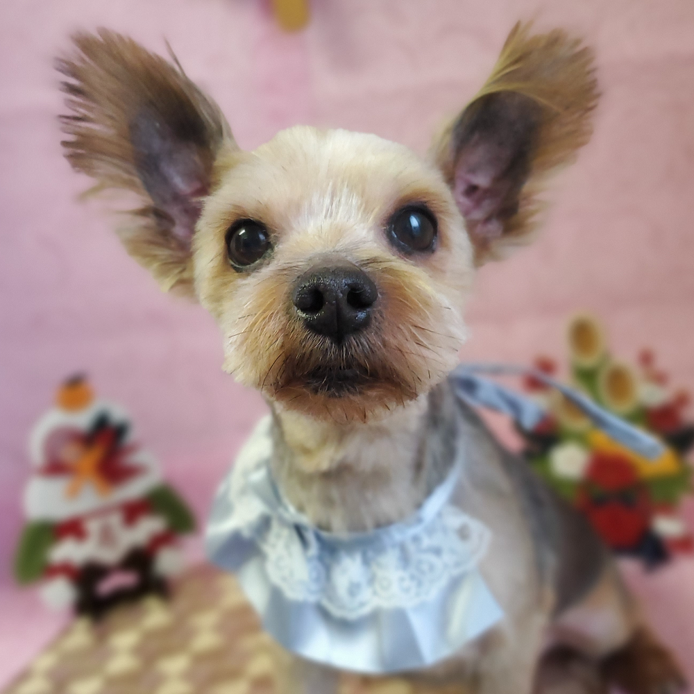 ヨークシャー・テリア