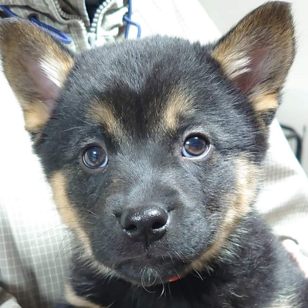 雑種（犬）(中型)