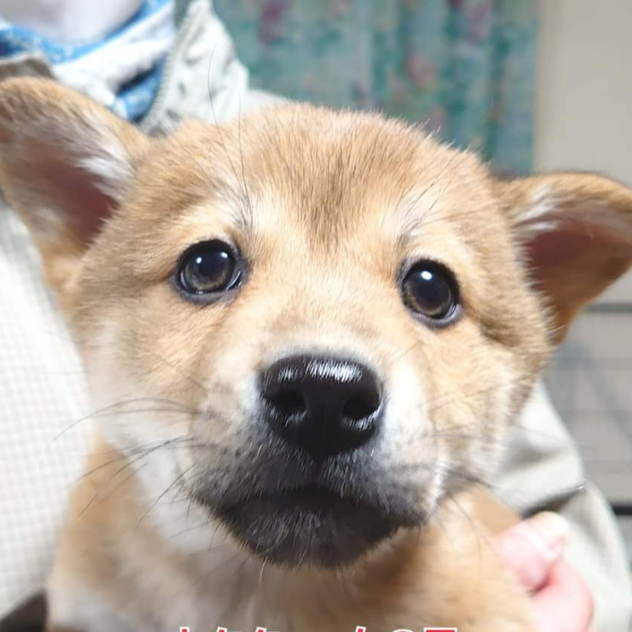 雑種（犬）(中型)