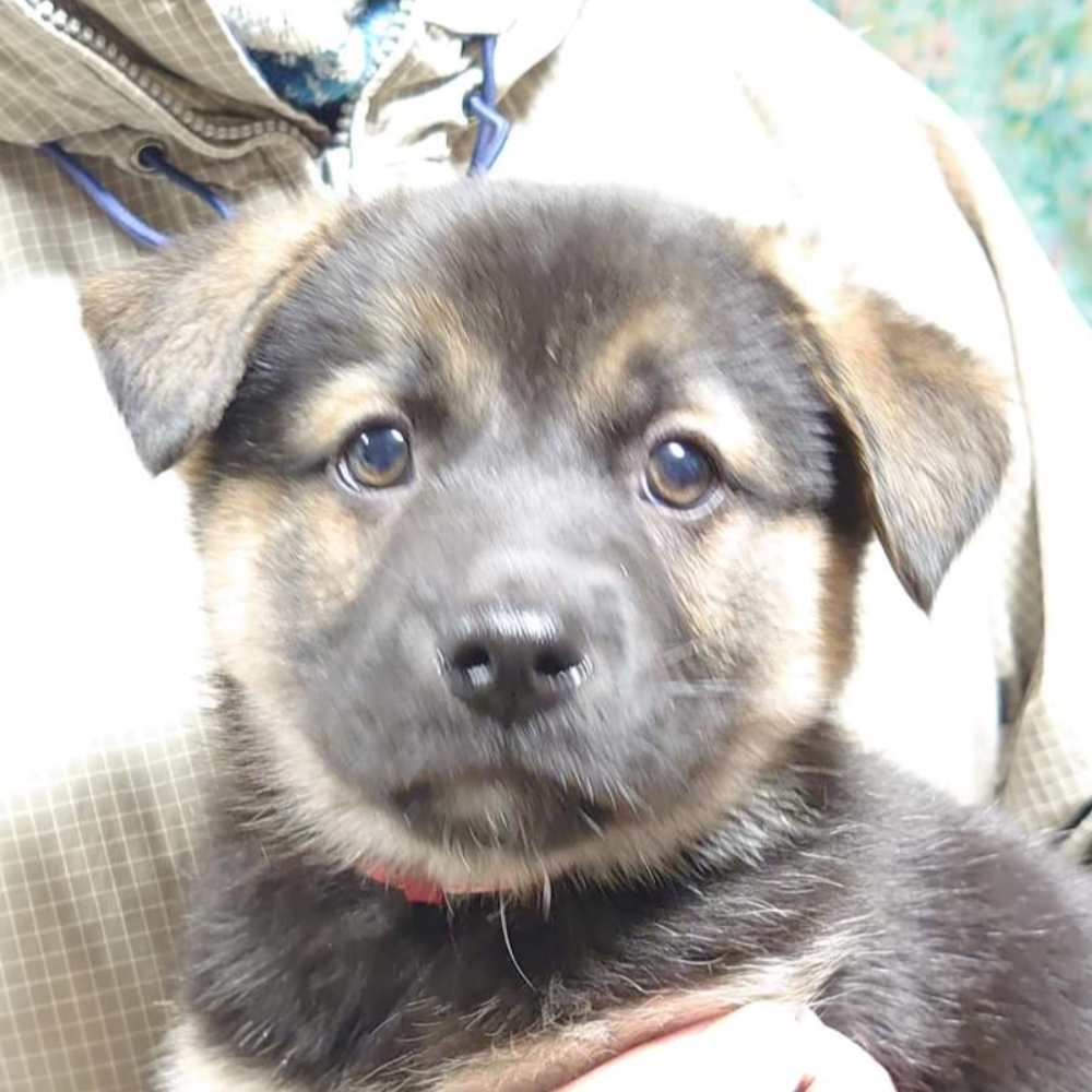 雑種（犬）(中型)