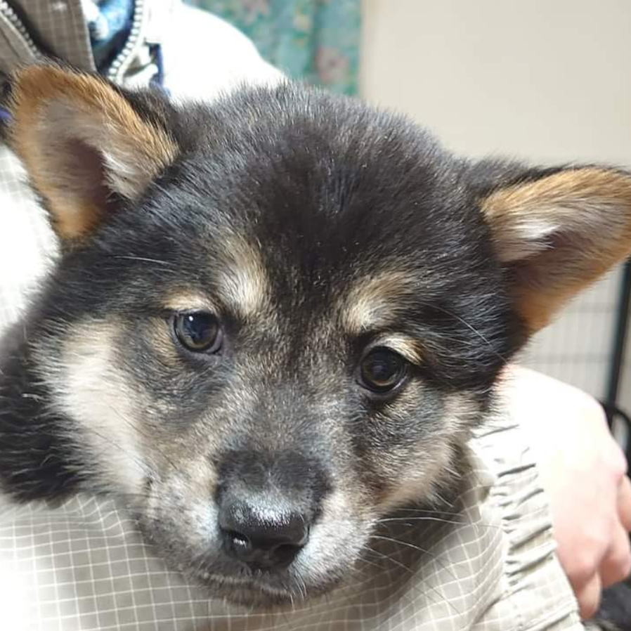 雑種（犬）(中型)