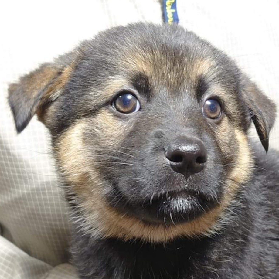 雑種（犬）(中型)