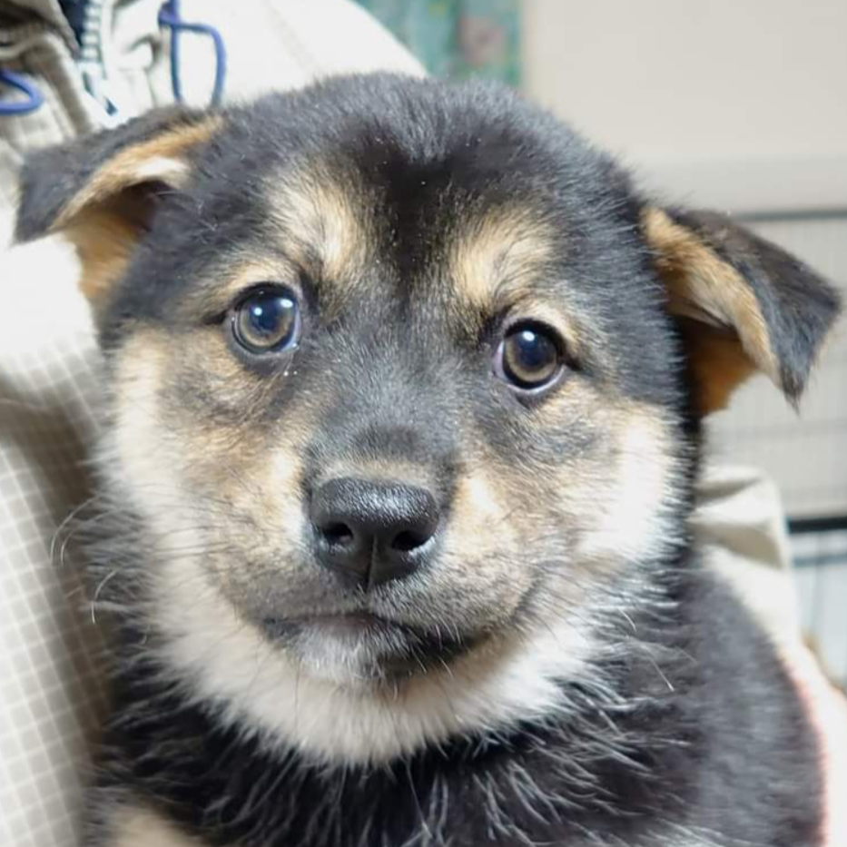 雑種（犬）(中型)