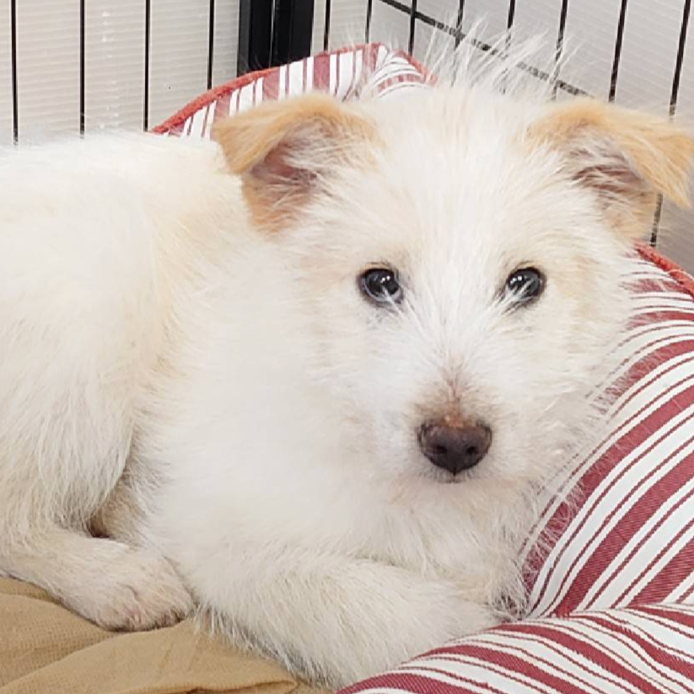 雑種（犬）(中型)