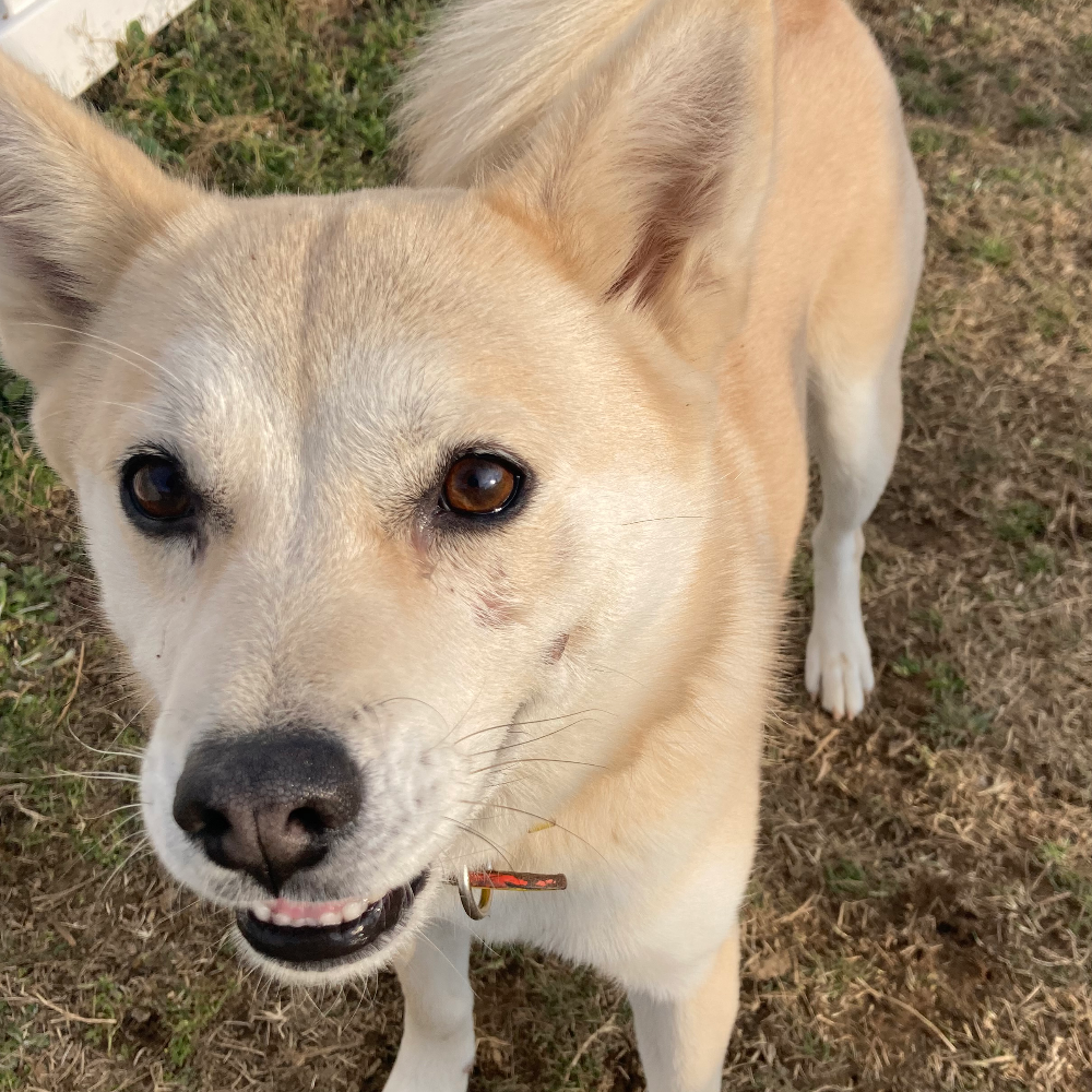 雑種（犬）(小型)