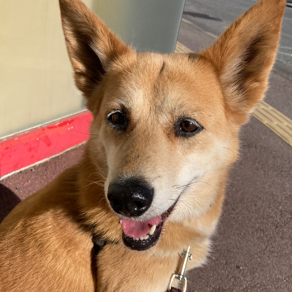 雑種（犬）(大型)