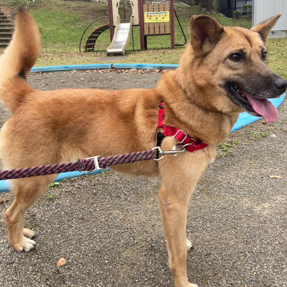 雑種（犬）(中型)