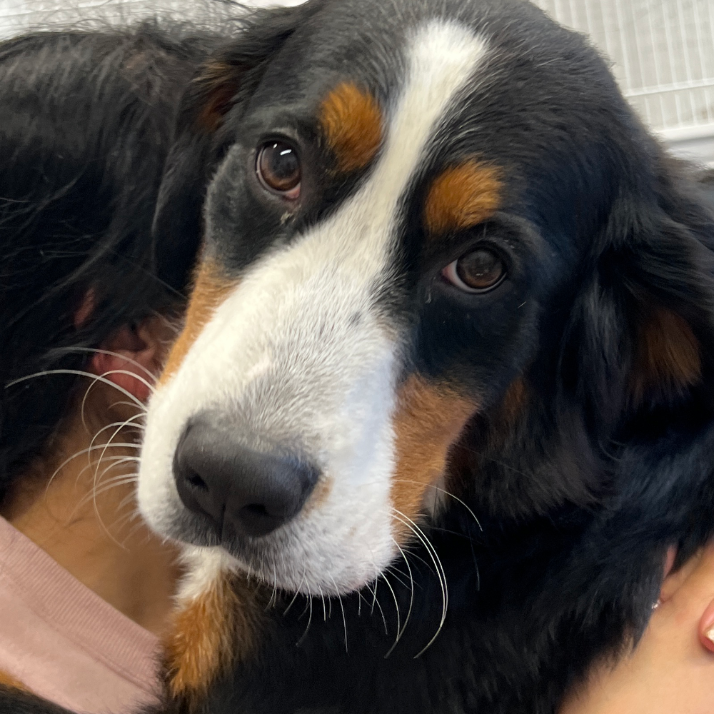 バーニーズ・マウンテン・ドッグ