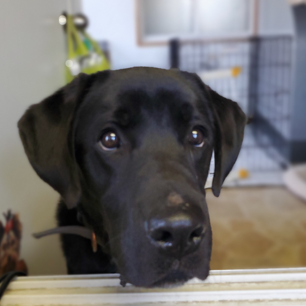 ラブラドール・レトリーバー