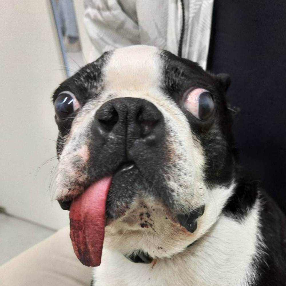 ボストン・テリア