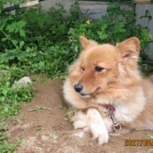 ＭＩＸ（犬）(中型)