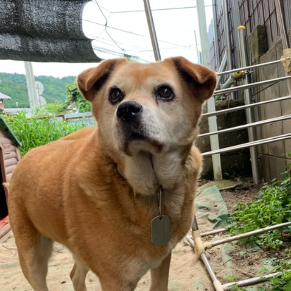 ＭＩＸ（犬）(中型)