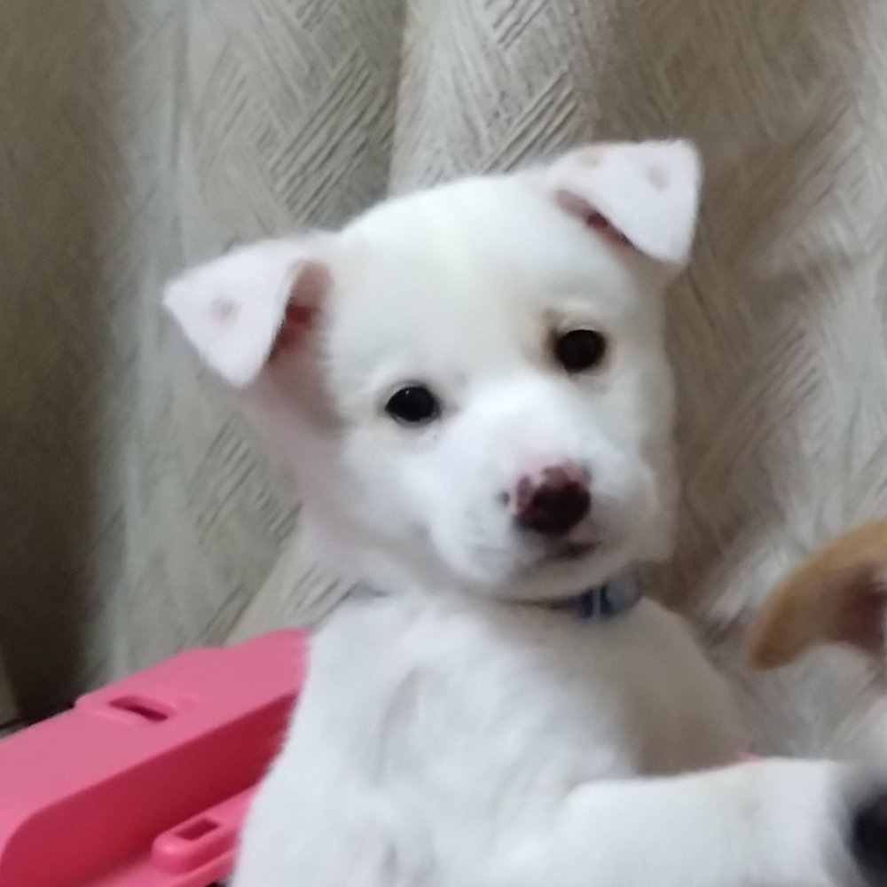 雑種（犬）(中型)