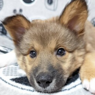 雑種（犬）(中型)