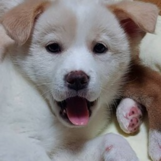 雑種（犬）(中型)