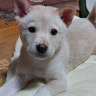 雑種（犬）(中型)