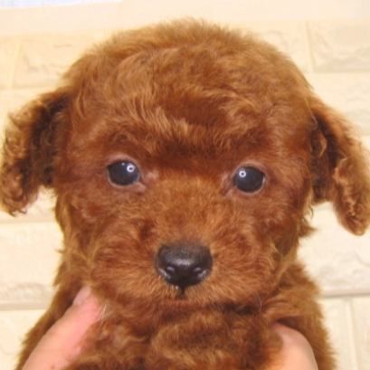 トイ・プードル