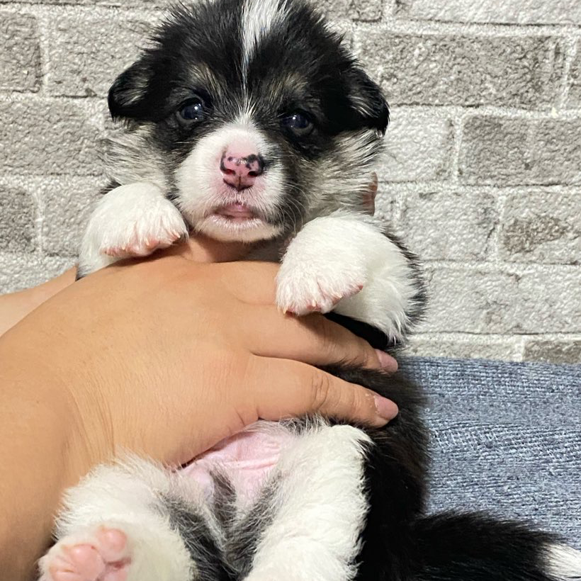 ウェルシュ・コーギー・ペンブローク