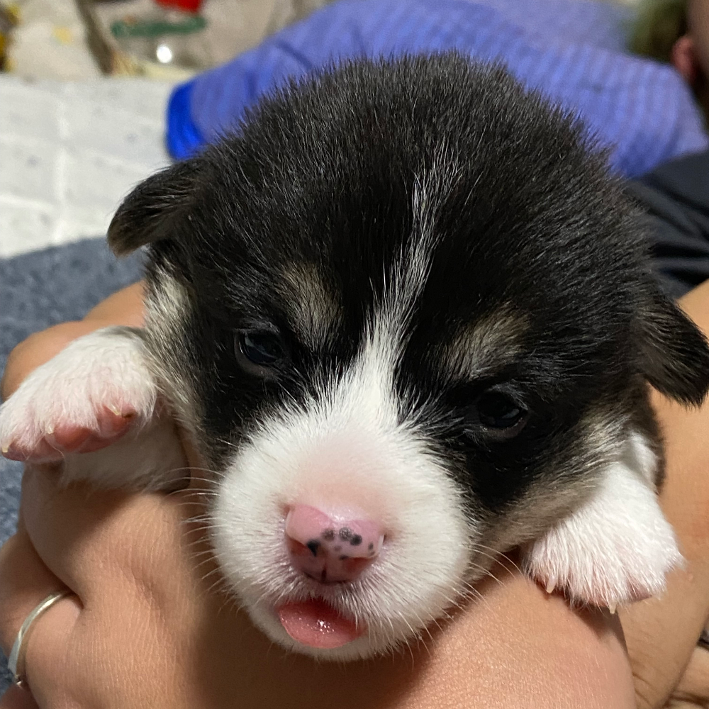 ウェルシュ・コーギー・ペンブローク