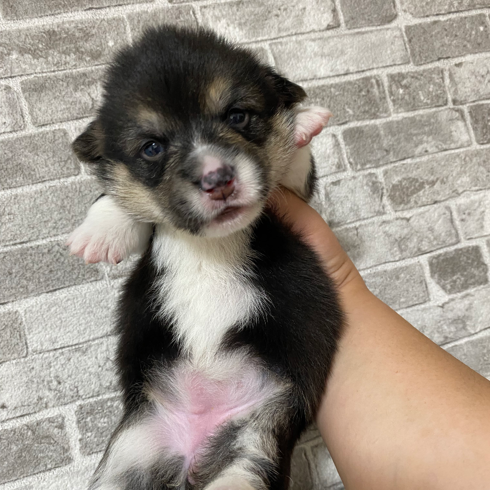 ウェルシュ・コーギー・ペンブローク