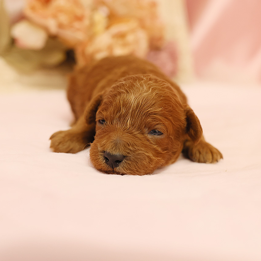 トイ・プードル