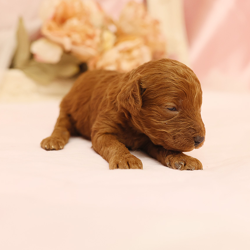 トイ・プードル