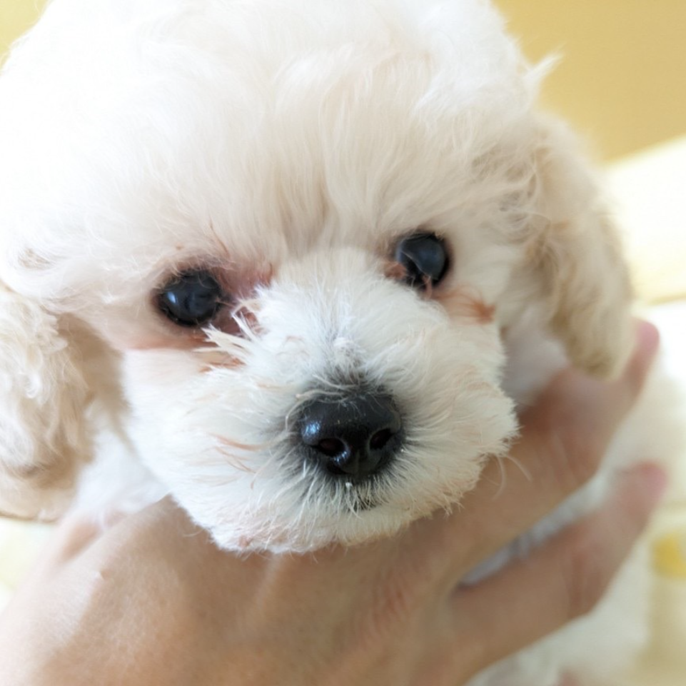 トイ・プードル