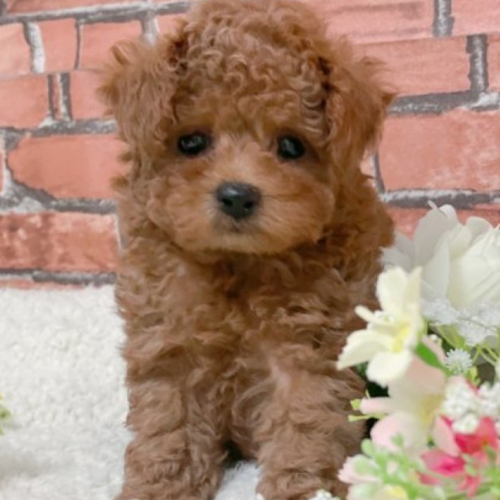 トイ・プードル