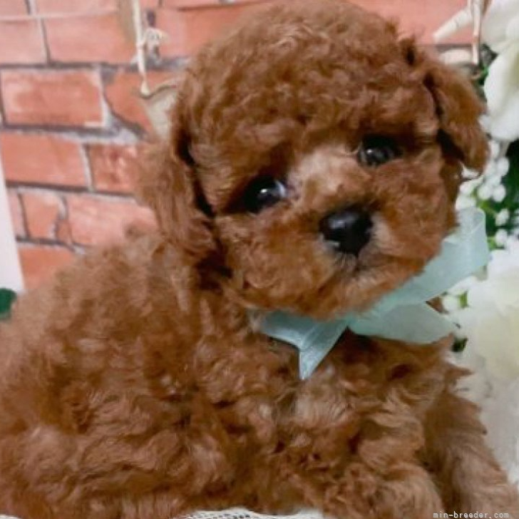 トイ・プードル