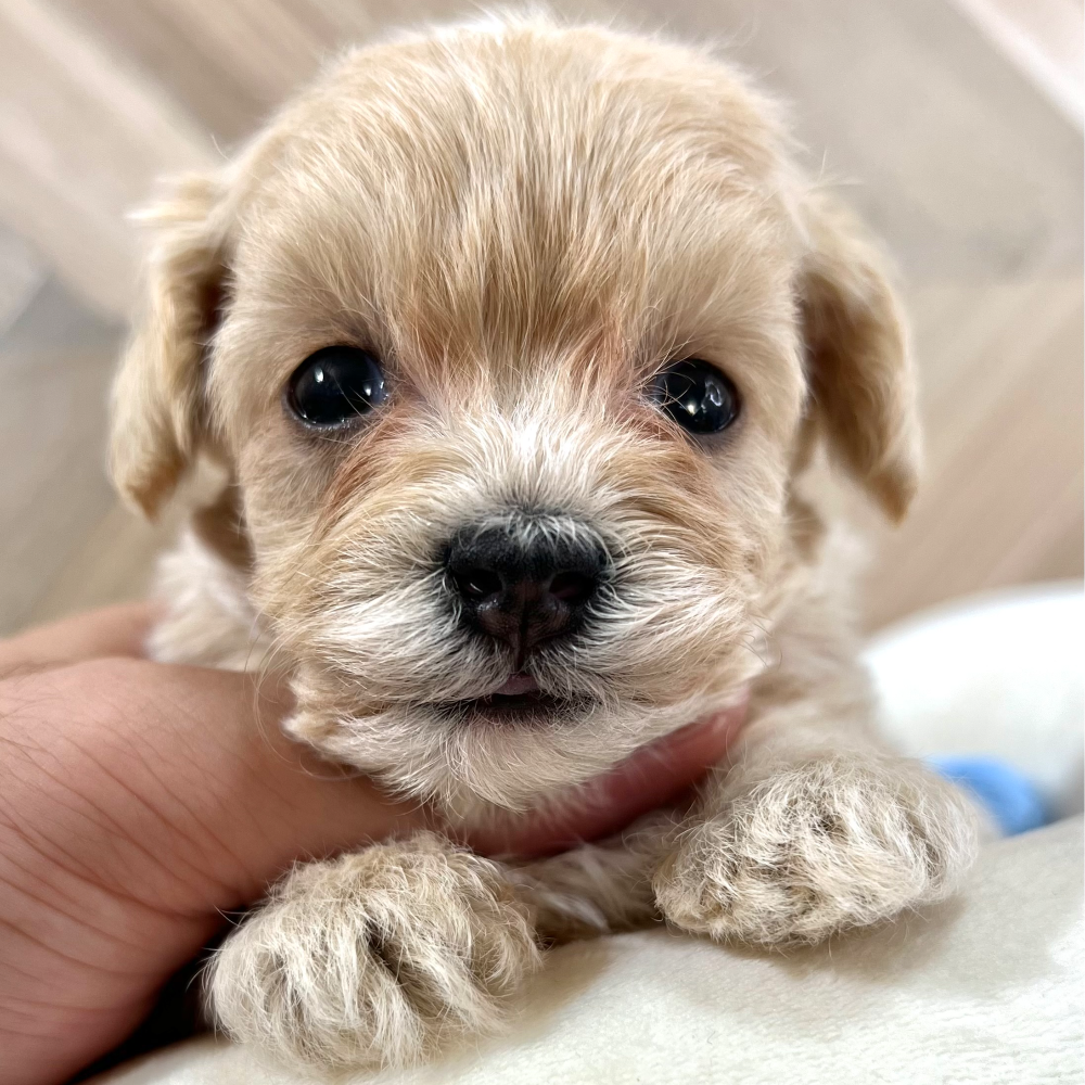 ＭＩＸ（犬）(小型)