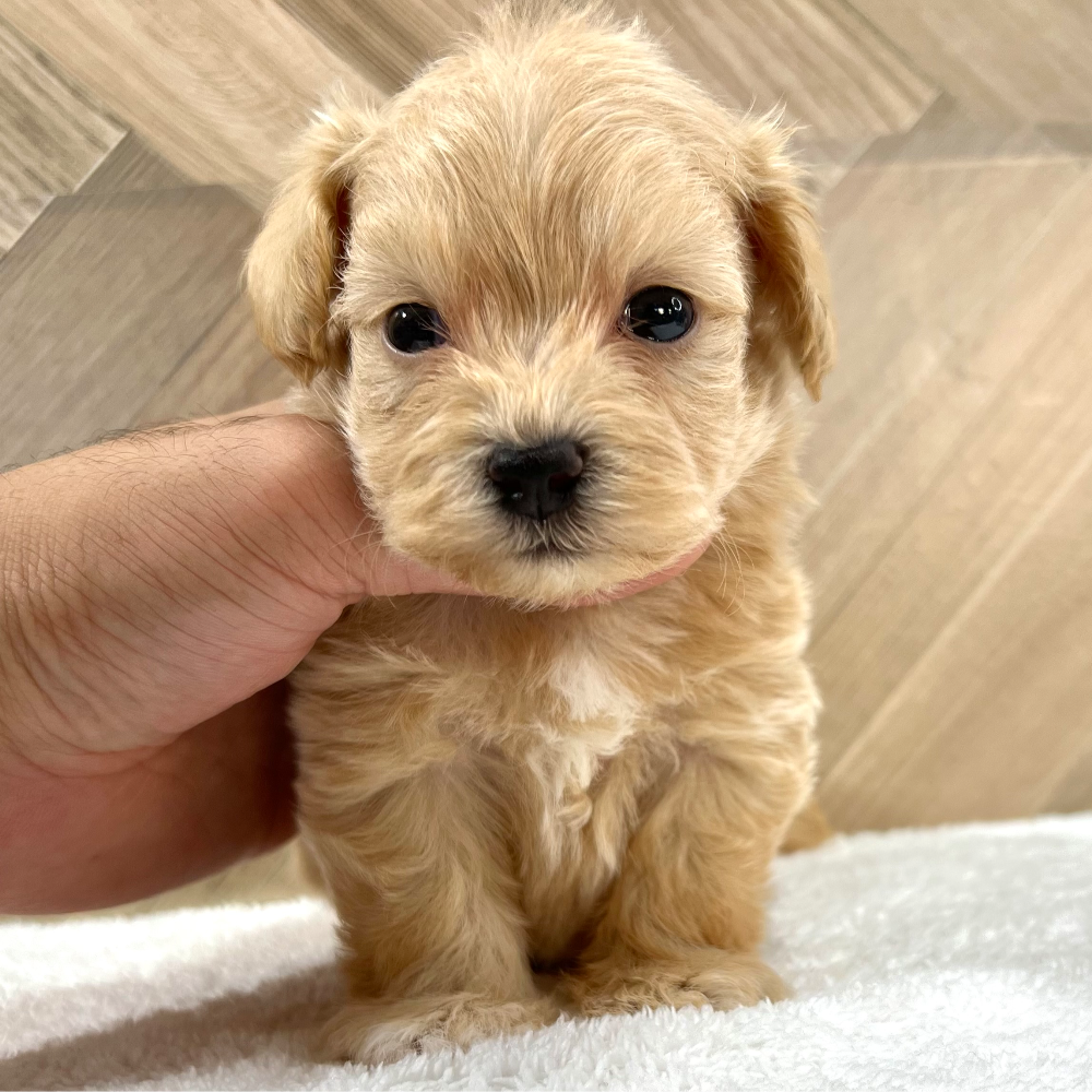 ＭＩＸ（犬）(小型)