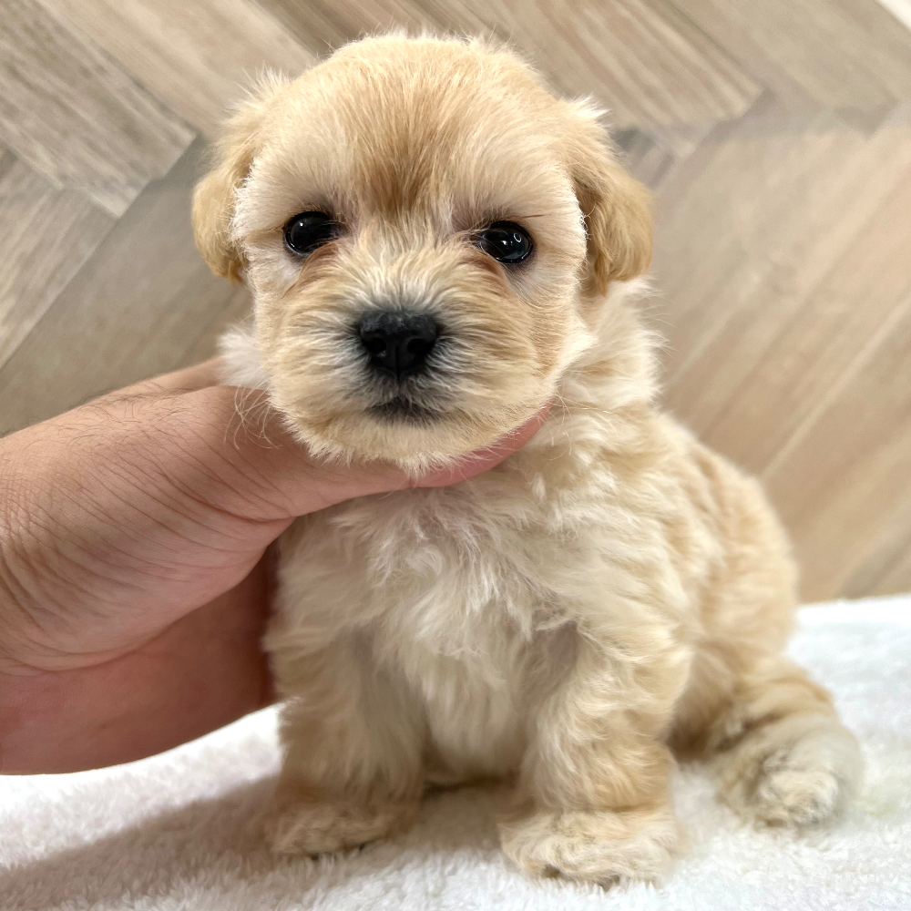 ＭＩＸ（犬）(小型)