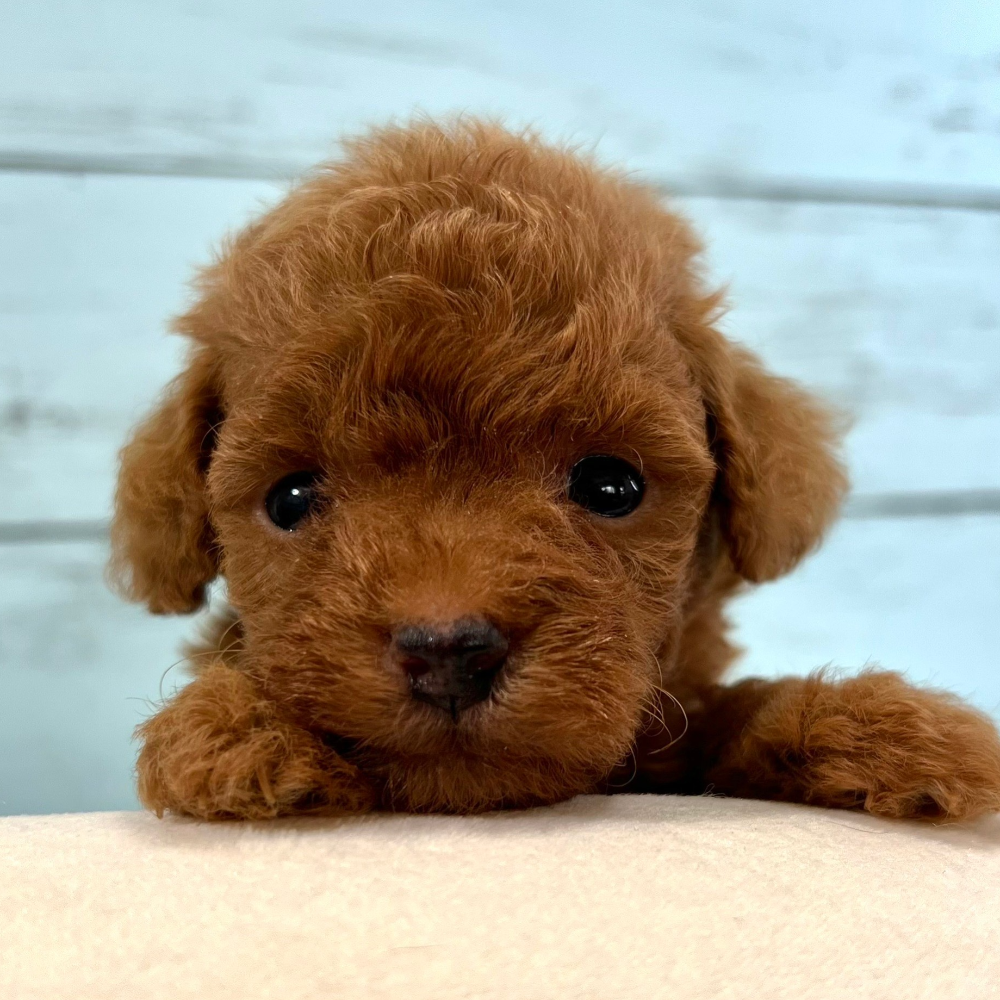 トイ・プードル