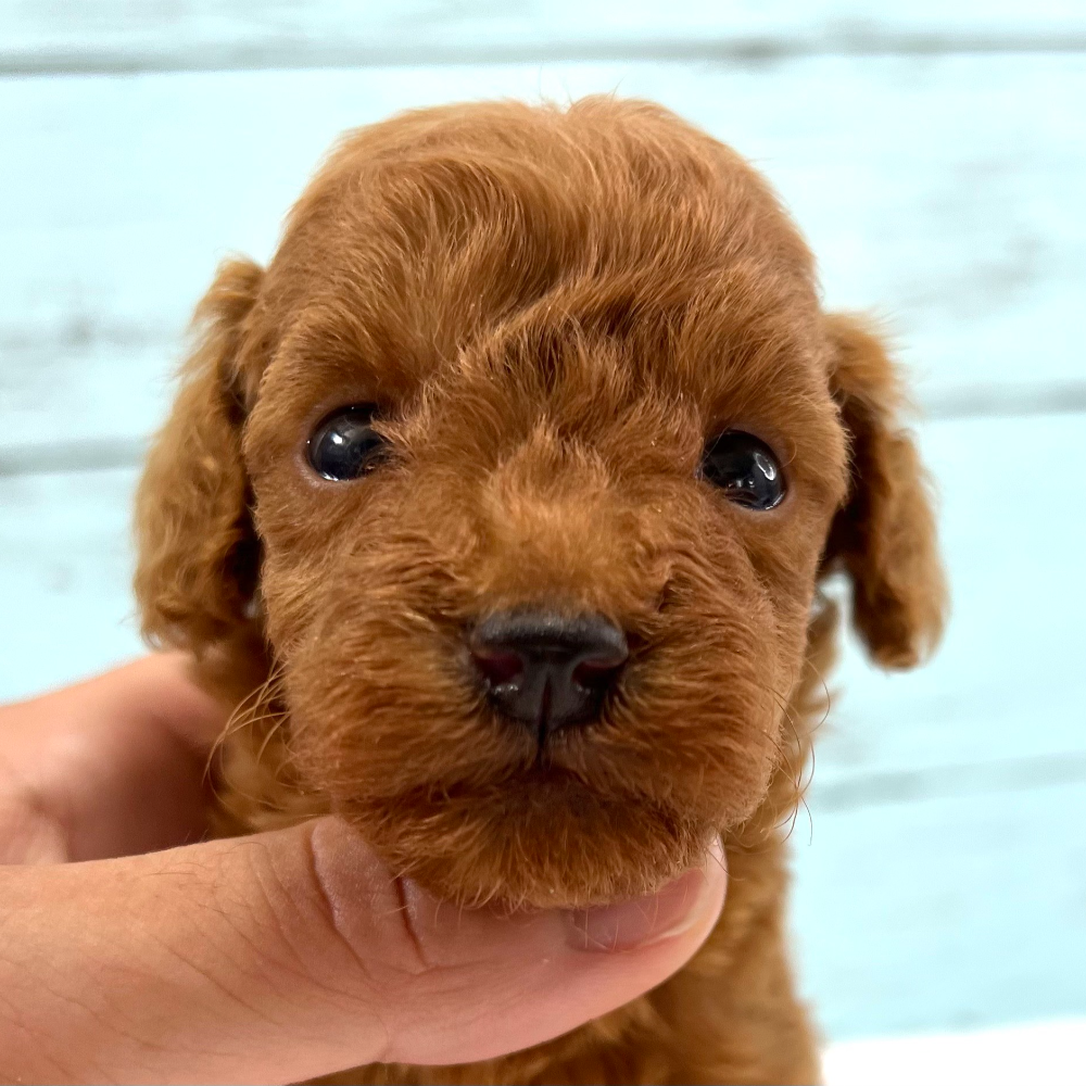 トイ・プードル